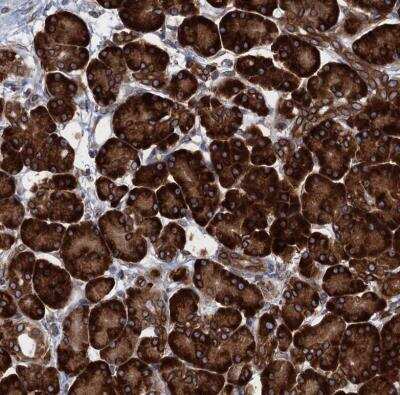 Immunohistochemistry-Paraffin: TMEM205 Antibody [NBP1-81255] -  Staining of human pancreas shows strong cytoplasmic positivity in exocrine glandular cells.