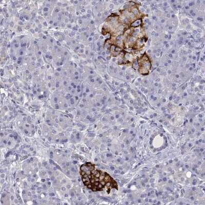 Immunohistochemistry-Paraffin: TMEM211 Antibody [NBP2-38095] - Staining of human pancreas shows strong cytoplasmic positivity in islets of Langerhans.