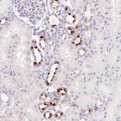 Immunohistochemistry-Paraffin: TMEM213 Antibody [NBP2-30616] - Staining of human kidney shows high expression.
