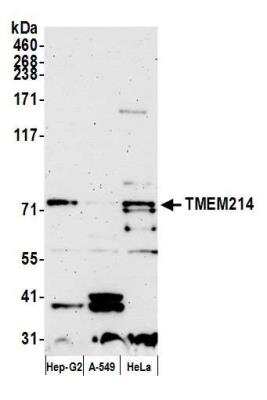 Western Blot: TMEM214 Antibody [NBP2-76372] - Samples: Whole cell lysate (15 ug) from Hep-G2, A-549, and HeLa cells prepared using NETN lysis buffer. Antibody: Affinity purified rabbit anti-TMEM214 antibody NBP2-76372 used for WB at 1:1000. Detection: Chemiluminescence with an exposure time of 3 minutes.