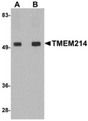 Western Blot TMEM214 Antibody - BSA Free