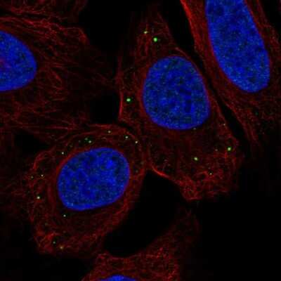 Immunocytochemistry/ Immunofluorescence TMEM215 Antibody - BSA Free