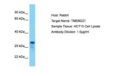 Western Blot: TMEM221 Antibody [NBP2-83685] - Host: Rabbit. Target Name: TMEM221. Sample Tissue: Human HCT15 Whole Cell. Antibody Dilution: 1ug/ml