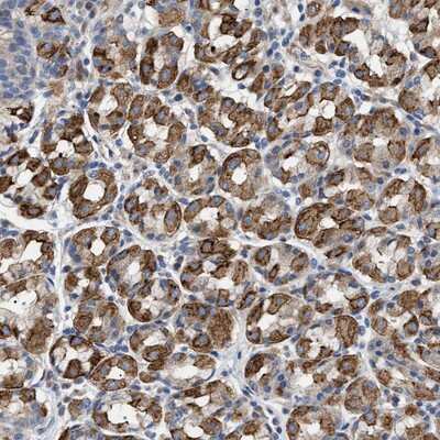 Immunohistochemistry-Paraffin: TMEM222 Antibody [NBP2-13449] - Staining of human stomach shows cytoplasmic positivity in glandular cells.