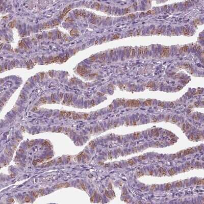 Immunohistochemistry-Paraffin: TMEM231 Antibody [NBP1-91905] - Staining of human fallopian tube shows high expression.