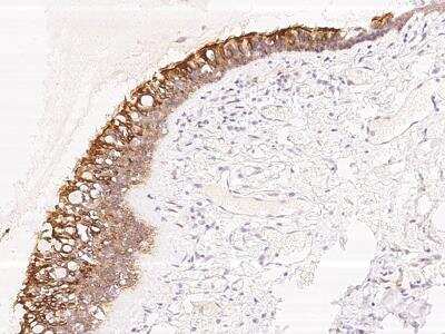 Immunohistochemistry-Paraffin: TMEM231 Antibody [NBP3-06280] - Immunochemical staining of human TMEM231 in human bronchus with rabbit polyclonal antibody at 1:500 dilution, formalin-fixed paraffin embedded sections.