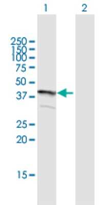 Western Blot: TMEM231 Antibody [H00079583-B01P] - Analysis of FLJ22167 expression in transfected 293T cell line by FLJ22167 polyclonal antibody.  Lane 1: FLJ22167 transfected lysate(34.76 KDa). Lane 2: Non-transfected lysate.