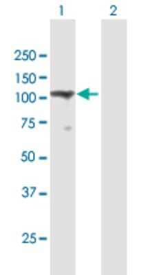 Western Blot: TMEM24 Antibody [H00009854-B01P] - Analysis of TMEM24 expression in transfected 293T cell line by TMEM24 polyclonal antibody.  Lane 1: TMEM24 transfected lysate(77.66 KDa). Lane 2: Non-transfected lysate.