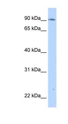 Western Blot: TMEM24 Antibody [NBP1-62475] - Transfected 293T cell lysate, concentration 0.2-1 ug/ml.