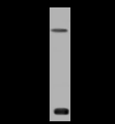 Western Blot: TMEM241 Antibody [NBP2-98633] - Anti-TMEM241 rabbit polyclonal antibody at 1:500 dilution. Lane A: A431 U-251 MG Whole Cell Lysate Lysates/proteins at 30 ug per lane. Secondary Goat Anti-Rabbit IgG (H+L)/HRP at 1/10000 dilution. Developed using the ECL technique. Performed under reducing conditions. Predicted band size: 12 kDa. Observed band size: 12 kDa (We are unsure as to the identity of these extra bands).