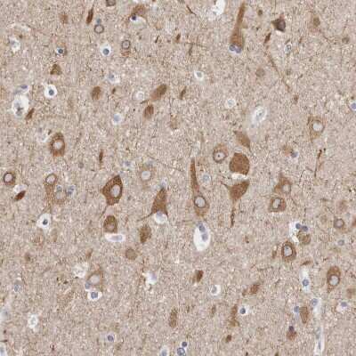 Immunohistochemistry-Paraffin: TMEM242 Antibody [NBP1-88580] - Staining of human cerebral cortex shows moderate cytoplasmic and membranous positivity in neurons.