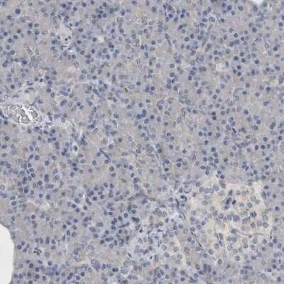 Immunohistochemistry-Paraffin: TMEM242 Antibody [NBP1-88580] - Staining of human pancreas shows no positivity in exocrine glandular cells as expected.