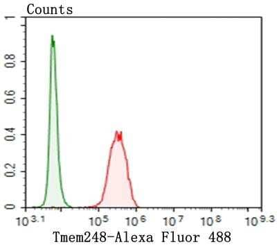Flow Cytometry: TMEM248 Antibody [NBP2-76967] - Flow cytometric analysis of SH-SY-5Y cells with Tmem248 antibody at 1/100 dilution (red) compared with an unlabelled control (cells without incubation with primary antibody; green). Alexa Fluor 488-conjugated goat anti-rabbit IgG was used as the secondary antibody.