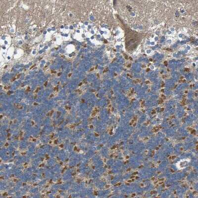 Immunohistochemistry-Paraffin: TMEM25 Antibody [NBP1-82237] - Staining of human cerebellum shows strong cytoplasmic positivity in cells in granular layer.