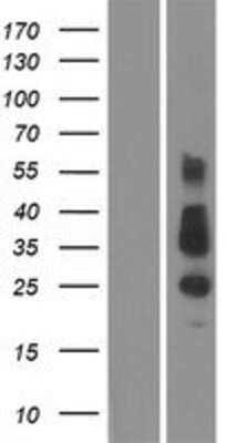 Western Blot TMEM26 Overexpression Lysate