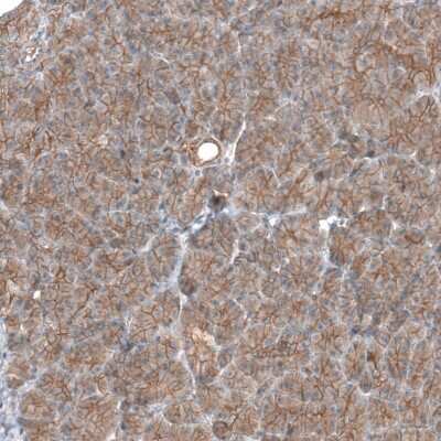 Immunohistochemistry-Paraffin: TMEM30A Antibody [NBP1-86739] - Staining of human pancreas shows weak to moderate membranous positivity in exocrine glandular cells.