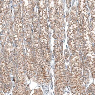 Immunohistochemistry-Paraffin: TMEM30A Antibody [NBP1-86739] - Staining of human stomach shows moderate to strong membranous positivity in glandular cells.