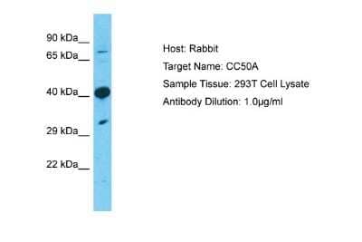 Western Blot: TMEM30A Antibody [NBP1-59474] - 293T Whole Cell lysates, Antibody Dilution: 1 ug/ml.