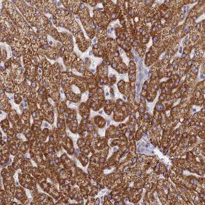 Immunohistochemistry-Paraffin TMEM30B Antibody - BSA Free