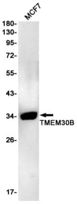 Western Blot TMEM30B Antibody (S09-9G7)