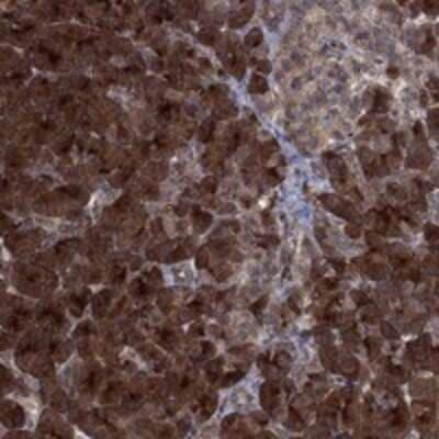 Immunohistochemistry-Paraffin TMEM33 Antibody - BSA Free