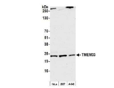 Western Blot: TMEM33 Antibody [NBP2-59137] - Whole cell lysate (50 ug) from HeLa, HEK293T, and A-549 cells prepared using NETN lysis buffer. Antibody: Affinity purified rabbit anti-TMEM33 antibody used for WB at 1:1000. Detection: Chemiluminescence with an exposure time of 30 seconds.