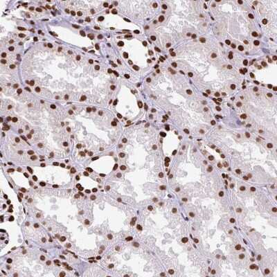Immunohistochemistry TMEM34 Antibody - BSA Free