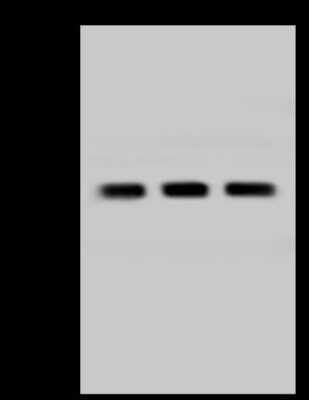 Western Blot TMEM38A Antibody - BSA Free