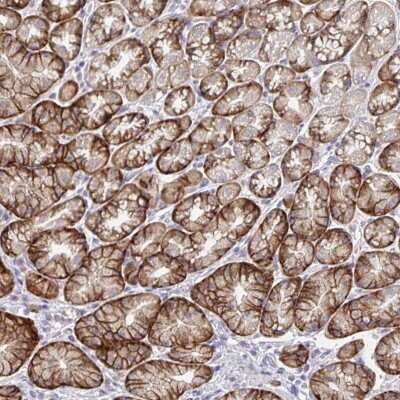 Immunohistochemistry-Paraffin: TMEM41A Antibody [NBP2-31743] - Staining of human stomach shows strong cytoplasmic and membranous positivity in glandular cells.