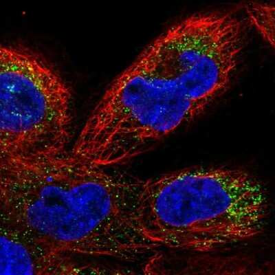 Immunocytochemistry/ Immunofluorescence TMEM41B Antibody - BSA Free