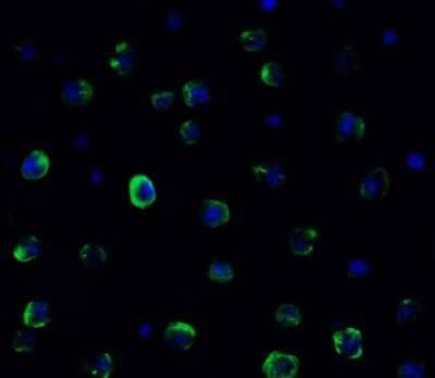 Immunocytochemistry/Immunofluorescence: TMEM41B Antibody [NBP3-12857] - Immunofluorescent analysis of 4% paraformaldehyde-fixed HeLa cells labeling TMEM41B with NBP3-12857 at 20 ug/mL, followed by goat anti-rabbit IgG secondary antibody at 1/500 dilution (green) and DAPI staining (blue).