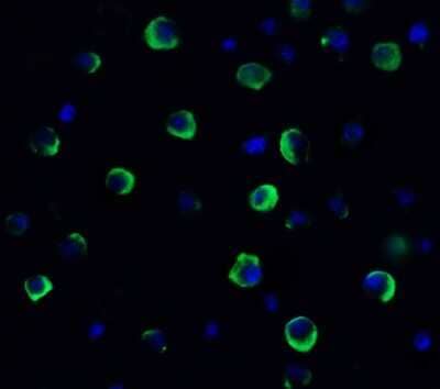 Immunocytochemistry/Immunofluorescence: TMEM41B Antibody [NBP3-12858] - Immunofluorescent analysis of 4% paraformaldehyde-fixed HeLa cells labeling TMEM41B with NBP3-12858 at 20 ug/mL, followed by goat anti-rabbit IgG secondary antibody at 1/500 dilution (green) and DAPI staining (blue).