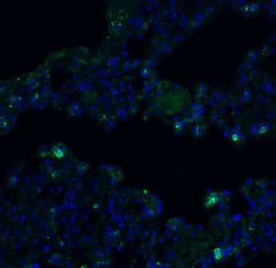 Immunohistochemistry: TMEM41B Antibody [NBP3-12857] - Immunofluorescent analysis of 4% paraformaldehyde-fixed rat lung labeling TMEM41B with NBP3-12857 at 20 ug/mL, followed by goat anti-rabbit IgG secondary antibody at 1/500 dilution (green) and DAPI staining (blue).