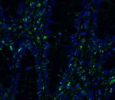 Immunohistochemistry: TMEM41B Antibody [NBP3-12858] - Immunofluorescent analysis of 4% paraformaldehyde-fixed human colon labeling TMEM41B with NBP3-12858 at 20 ug/mL, followed by goat anti-rabbit IgG secondary antibody at 1/500 dilution (green) and DAPI staining (blue).