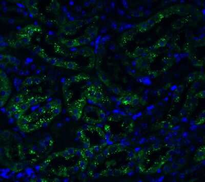 Immunohistochemistry: TMEM41B Antibody [NBP3-12858] - Immunofluorescent analysis of 4% paraformaldehyde-fixed mouse kidney labeling TMEM41B with NBP3-12858 at 20 ug/mL, followed by goat anti-rabbit IgG secondary antibody at 1/500 dilution (green) and DAPI staining (blue).