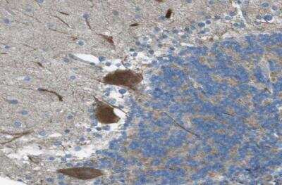 Immunohistochemistry-Paraffin: TMEM41B Antibody [NBP1-81552] - Staining of human cerebellum shows strong granular cytoplasmic positivity in Purkinje cells.