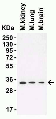 Western Blot: TMEM41B Antibody [NBP3-12857] - Western Blot Validation in Mouse Tissues. Loading: 15 ug of lysates per lane. Antibodies: TMEM41B NBP3-12857, 2 ug/mL, 1h incubation at RT in 5% NFDM/TBST. Secondary: Goat anti-rabbit IgG HRP conjugate at 1:10,000 dilution.