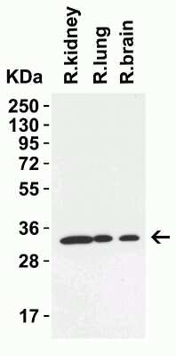 Western Blot TMEM41B Antibody - BSA Free