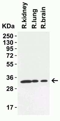 Western Blot: TMEM41B Antibody [NBP3-12857] - Western Blot Validation in Rat Tissues. Loading: 15 ug of lysates per lane. Antibodies: TMEM41B NBP3-12857, 2 ug/mL, 1h incubation at RT in 5% NFDM/TBST. Secondary: Goat anti-rabbit IgG HRP conjugate at 1:10,000 dilution.