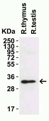 Western Blot: TMEM41B Antibody [NBP3-12858] - Western Blot Validation in Rat Tissues. Loading: 15 ug of lysates per lane. Antibodies: TMEM41B NBP3-12858, 2 ug/mL, 1h incubation at RT in 5% NFDM/TBST. Secondary: Goat anti-rabbit IgG HRP conjugate at 1:10,000 dilution.