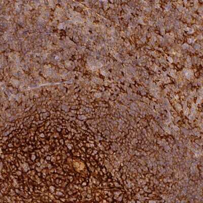 Immunohistochemistry-Paraffin TMEM42 Antibody - BSA Free