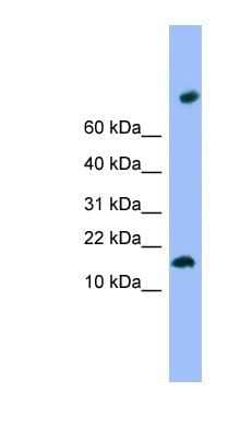 Western Blot TMEM42 Antibody - BSA Free