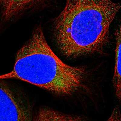 Immunocytochemistry/ Immunofluorescence TMEM44 Antibody - BSA Free