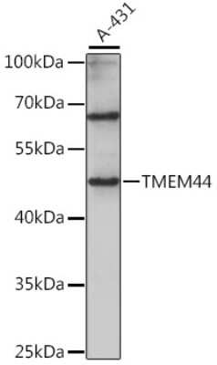 Western Blot TMEM44 Antibody - Azide and BSA Free