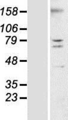 Western Blot: TMEM44 Overexpression Lysate (Adult Normal) [NBP2-08784] Left-Empty vector transfected control cell lysate (HEK293 cell lysate); Right -Over-expression Lysate for TMEM44.