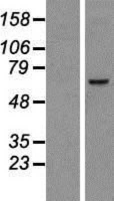 Western Blot: TMEM48 Overexpression Lysate (Adult Normal) [NBP2-06877] Left-Empty vector transfected control cell lysate (HEK293 cell lysate); Right -Over-expression Lysate for TMEM48.