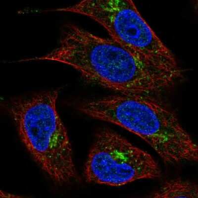 Immunocytochemistry/ Immunofluorescence TMEM5 Antibody