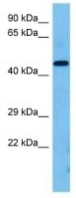 Western Blot TMEM5 Antibody