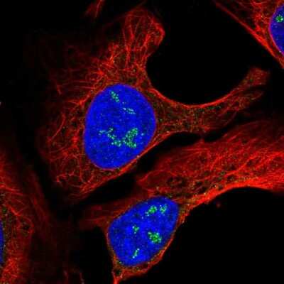 Immunocytochemistry/Immunofluorescence: TMEM50B Antibody [NBP2-56547] - Staining of human cell line U-2 OS shows localization to nucleoli fibrillar center.