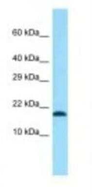 Western Blot: TMEM50B Antibody [NBP1-98461] - Mouse Heart Lysate 1.0ug/ml, Gel Concentration: 12%